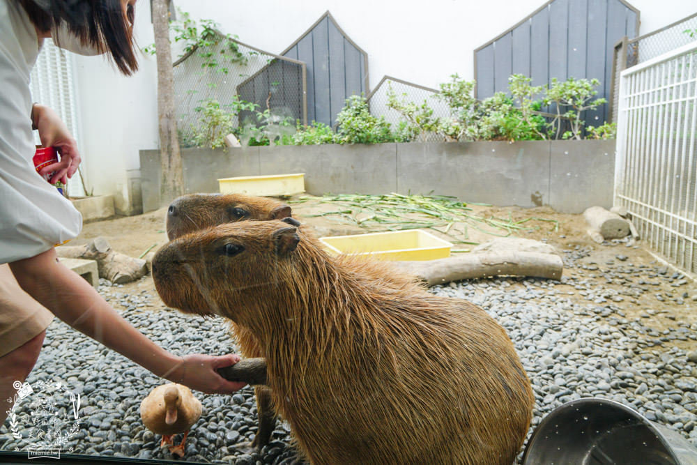 台南超人氣水豚甜點店[MOGU KABI 夏威夷豆塔專賣店]超多隻可愛水豚居然還有餵食秀!繽紛水果塔美味又好拍?