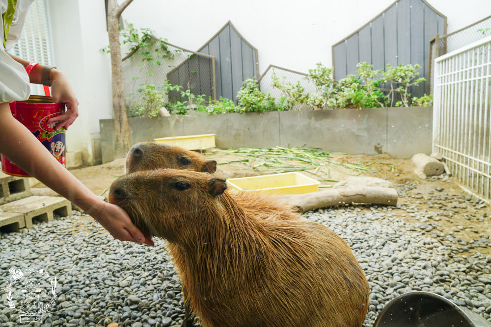 台南超人氣水豚甜點店[MOGU KABI 夏威夷豆塔專賣店]超多隻可愛水豚居然還有餵食秀!繽紛水果塔美味又好拍?