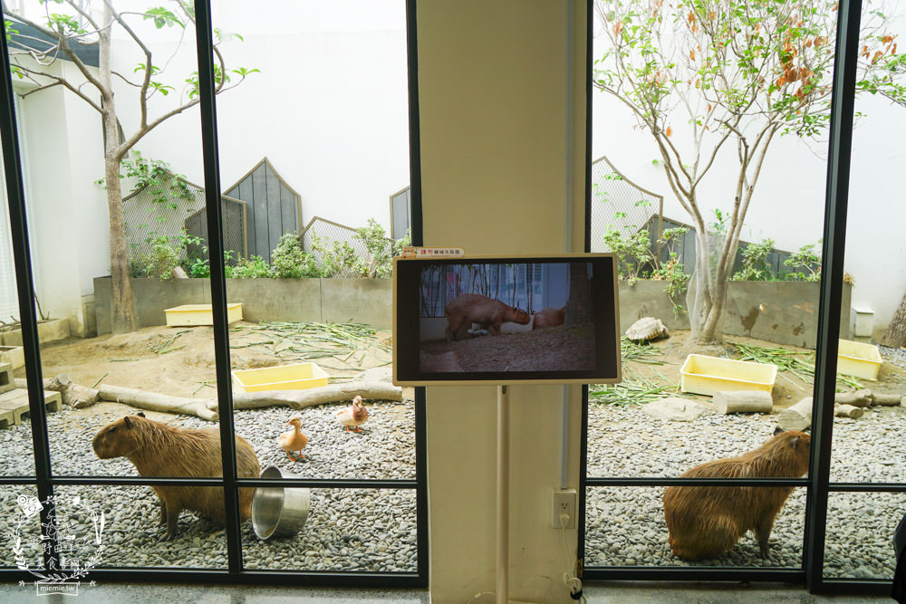 台南超人氣水豚甜點店[MOGU KABI 夏威夷豆塔專賣店]超多隻可愛水豚居然還有餵食秀!繽紛水果塔美味又好拍?