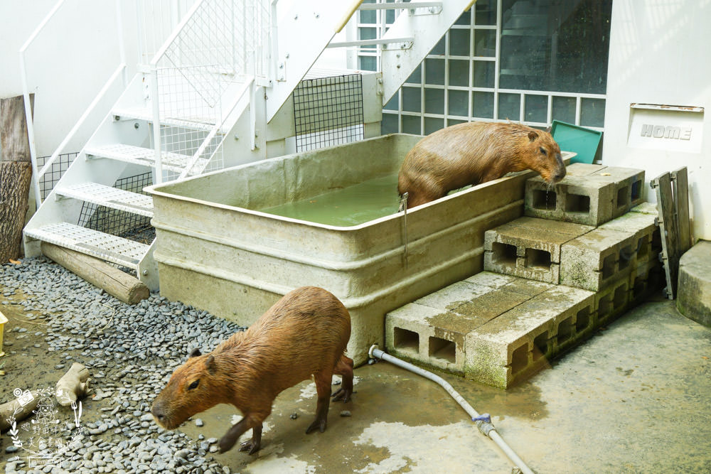 台南超人氣水豚甜點店[MOGU KABI 夏威夷豆塔專賣店]超多隻可愛水豚居然還有餵食秀!繽紛水果塔美味又好拍?