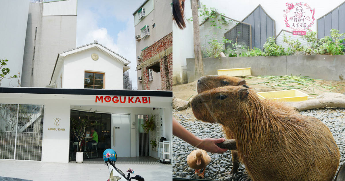 台南超人氣水豚甜點店[MOGU KABI 夏威夷豆塔專賣店]超多隻可愛水豚居然還有餵食秀!繽紛水果塔美味又好拍?