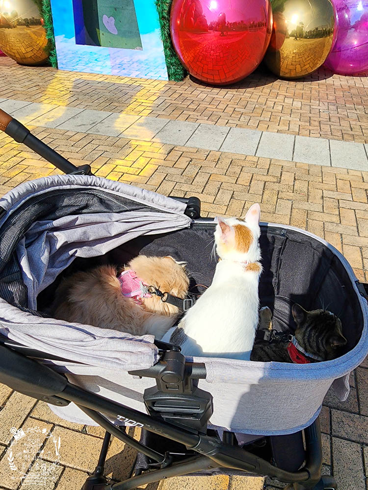 NiPet樂特派T100分離式寵物推車|分離式提籃設計可承重30公斤!單手收車快拆分離!附2側安全扣環寵物不掙脫 - 第10張圖 NiPet樂特派T100分離式寵物推車|分離式提籃設計可承重30公斤!單手收車快拆分離!附2側安全扣環寵物不掙脫