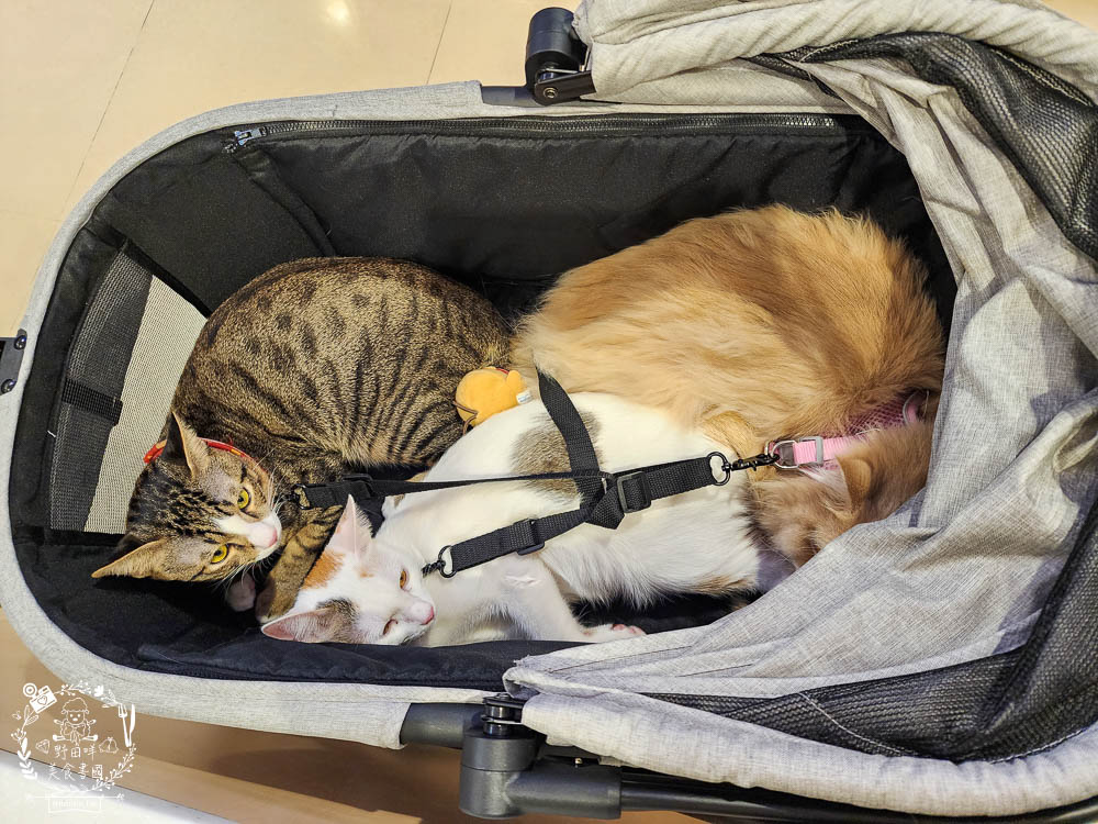 NiPet樂特派T100分離式寵物推車|分離式提籃設計可承重30公斤!單手收車快拆分離!附2側安全扣環寵物不掙脫 - 第21張圖 NiPet樂特派T100分離式寵物推車|分離式提籃設計可承重30公斤!單手收車快拆分離!附2側安全扣環寵物不掙脫
