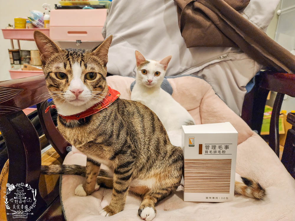 貓咪排毛粉推薦!Pawsitive和樂茸管理毛事茸毛排毛粉評價開箱!排毛爆毛一包搞定!添加日本Asahi啤酒酵母B群＋日本NIPPI專利膠原蛋白