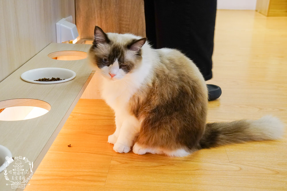 貓樂貓咖啡廳信義店 台北貓咪餐廳推薦 41