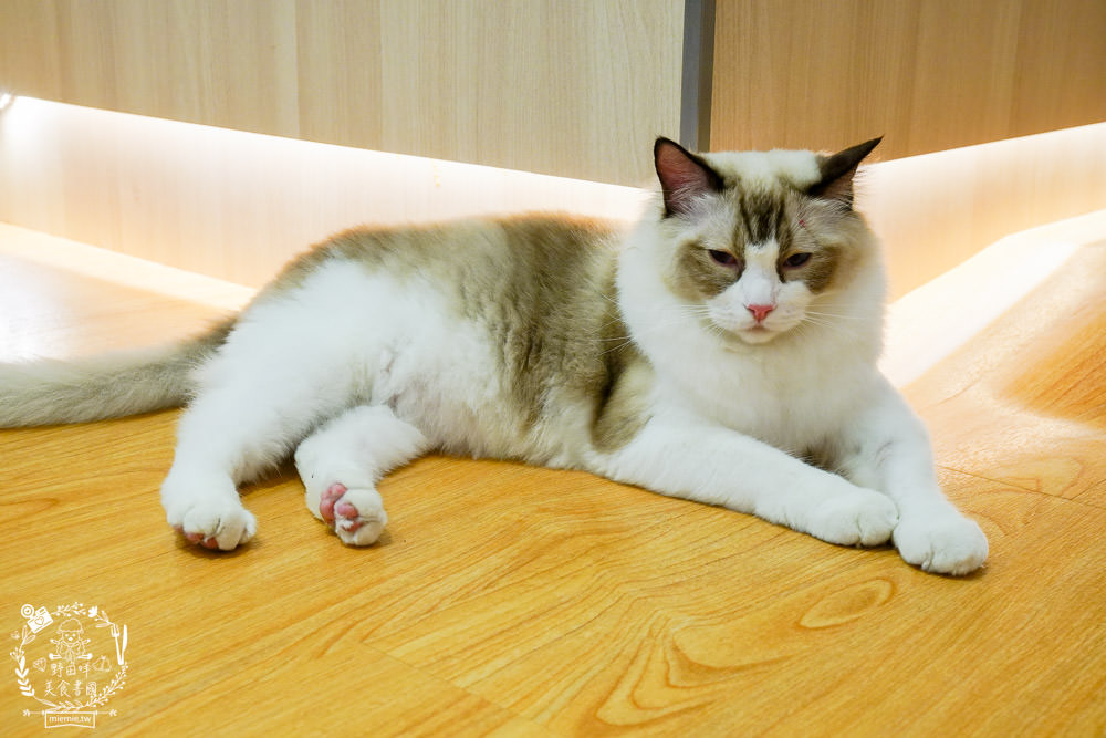 貓樂貓咖啡廳信義店 台北貓咪餐廳推薦 44
