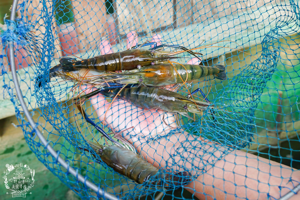 黃金蝦無毒泰國蝦餐廳屏東泰國蝦 114